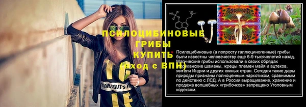 прущие грибы Баксан